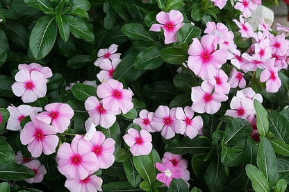 Mixed Rosea Vinca Periwinkle Seeds Dwarf Flower Balcony Perennail Garden Ground Cover 150pcs Bright Eye Periwinkle
