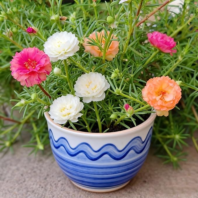 High Germination Sunflower Seeds - Easy to Grow, Heat-Tolerant for Garden, Flower Beds & Balconies, Attract Bees（20000 PCS）