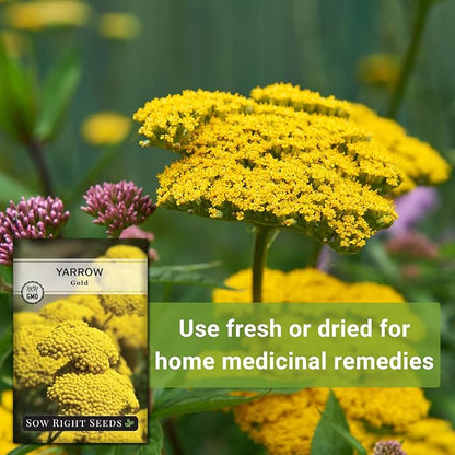Sow Right Seeds - Achillea Yarrow Gold Flower Seeds for Planting - Flowers to Plant in Your Garden - Non-GMO Heirloom Packet with Instructions - Favorite Perennial to Attract Pollinators (4)