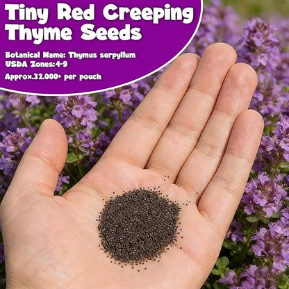 32000+ Purple Creeping Thyme Seeds for Planting, Low-Growing Perennial Ground Cover with Purple Blooms for Gardens, Walkways & Stepping Stones