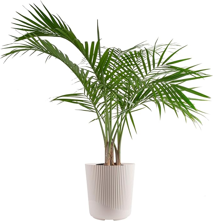 Costa Farms Majesty Palm Live Plant in Decorative Pot, Indoor Houseplant, Perfect for Home, Room, or Office Decor, Great House Warming or Birthday Gift, 3-4 Feet Tall