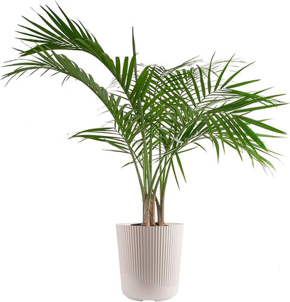Costa Farms Majesty Palm Live Plant in Decorative Pot, Indoor Houseplant, Perfect for Home, Room, or Office Decor, Great House Warming or Birthday Gift, 3-4 Feet Tall