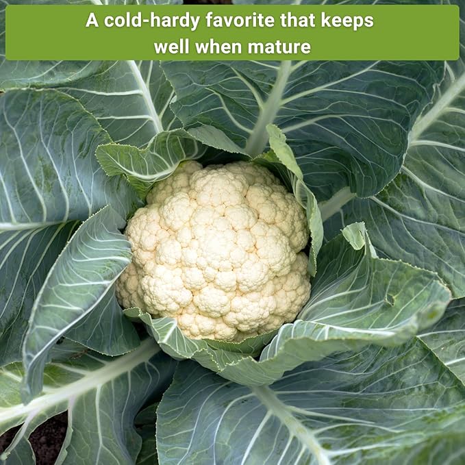 Sow Right Seeds - Cauliflower Collection Seeds for Planting - Includes Non-GMO Heirloom Colorful Cauliflower & Romanesco Broccoli - High Yield & Easy to Grow - Ideal for Veggie Gardens - Home Harvest