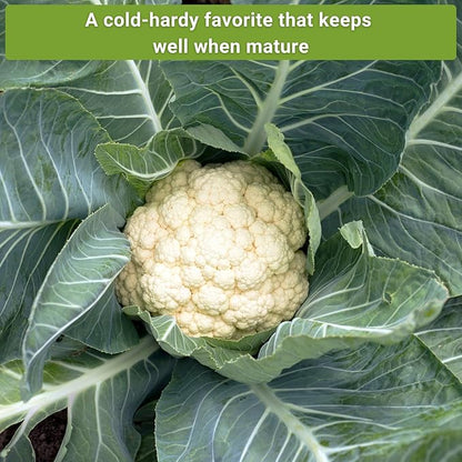 Sow Right Seeds - Cauliflower Collection Seeds for Planting - Includes Non-GMO Heirloom Colorful Cauliflower & Romanesco Broccoli - High Yield & Easy to Grow - Ideal for Veggie Gardens - Home Harvest