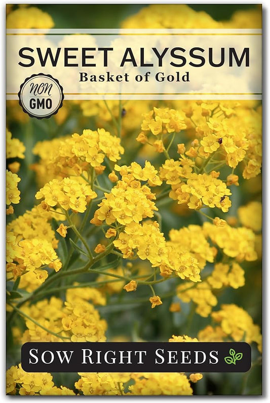 Sow Right Seeds - Sweet Alyssum Basket of Gold Flower Seeds for Planting - Perennial Garden Flowers - Easy to Grow Fragrant Blooms - Ideal for Borders and Containers - Attract Pollinators (1)