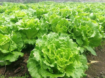 1000PCS Bibb Butterhead Lettuce Seeds Non-GMO Heirloom-Vegetable Lettuce Seeds
