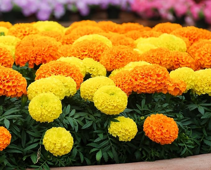 Marigold Cracker Jack Seeds for Planting - 1,000+ Seeds - Beautiful Multi Colored Flowers