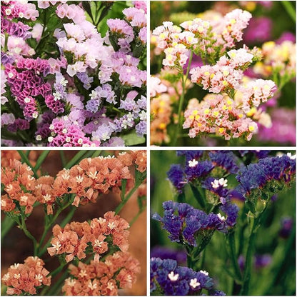 1000+ Mix Statice Pastel Seeds for Planting Outdoors-Annual Limonium Sinuatum Beautiful Flowers Seeds- Non-GMO Heirloom for Home Garden