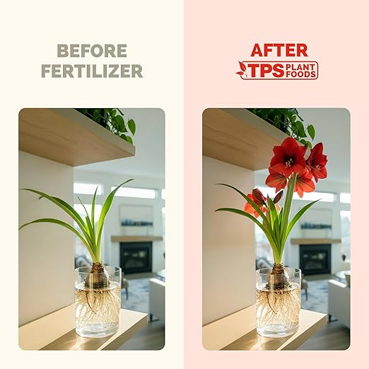 Amaryllis Fertilizer for Amaryllis Bulbs, Great for Amaryllis Bulbs in Vase or for Planting, Liquid Fertilizer by TPS Plant Foods, 8 oz (250mL)