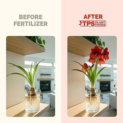 Amaryllis Fertilizer for Amaryllis Bulbs, Great for Amaryllis Bulbs in Vase or for Planting, Liquid Fertilizer by TPS Plant Foods, 8 oz (250mL)