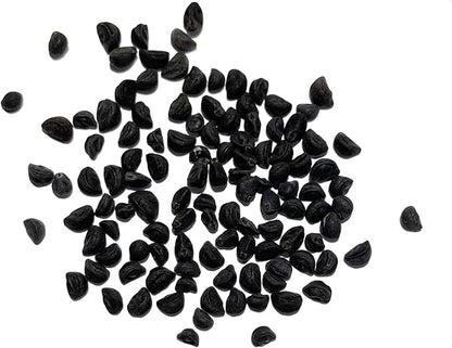 Seed Needs Black Kniolas Morning Glory Seeds for Planting - Heirloom & Open Pollinated Annual Vines - Cover a Fence or Trellis in Deep Purple Almost Black Flowers (2 Packs)