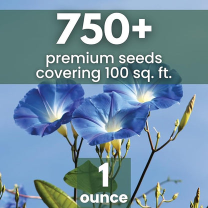 Morning Glory Heavenly Blue – 750 Seeds for Planting – 2026 Season – 1 Ounce Pouch
