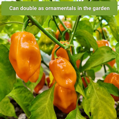 Sow Right Seeds - Hot Pepper Seed Collection for Planting - Includes Orange Habanero, Ghost, Thai, Cayenne, Tabasco, Scotch Bonnet - Non-GMO Heirloom Varieties to Plant a Home Vegetable Garden