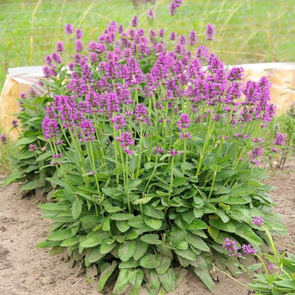 Outsidepride Stachys Macrantha Lamb's Ear Seeds - 100 Pcs Perennial Flower Seeds for Planting Velvet-Textured Bright Green Foliage & Vibrant Blooms for Ground Cover & Pollinator Gardens