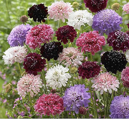 Pincushion or Scabiosa Mixed Seeds - 280 Imperial Mix Seed - Non GMO - Neonicotinoid-Free