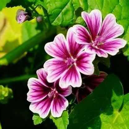 500+ Malva Seeds for Planting, Perennial Purple Malva Sylvestris Seed, Non-GMO Heirloom Mallow Flower Seeds for Home Garden Outdoor