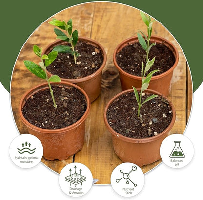Premium Olive Tree Potting Mix 2qt, Uesed for The Propagation of Olive Trees by Cuttings or Seeds, Suitable for Planting, Repotting, and Growing Houseplant