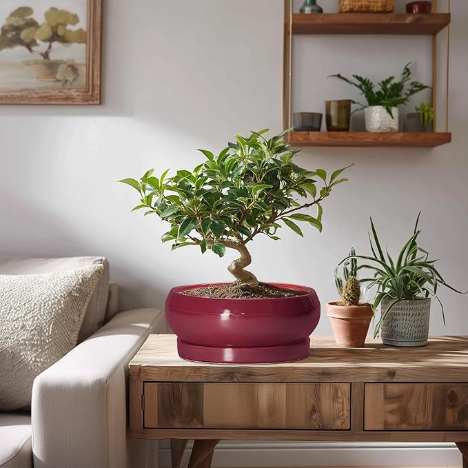 Succulent Pots - 8 Inch Bonsai Pots for Indoor Outdoor, Shallow Ceramic Planter with Drainage Hole and Saucer, Round Flower Succulent Planters, Apartment Decor, Gardening Gift, Wine Red
