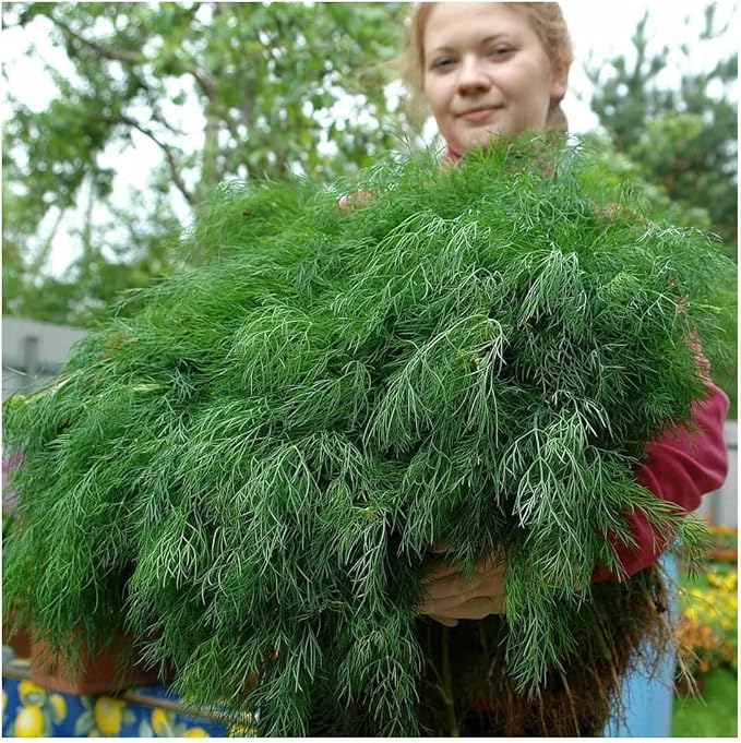 2000+ Seeds Bush Dill - Vegetable Green