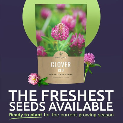 Red Clover - Bulk 1 Pound Pouch - 240,000 Flower Seeds for Planting - Trifolium pratense