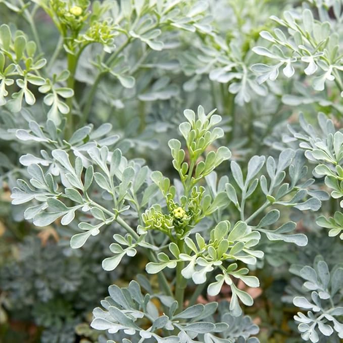 Rue 150 Seeds (Ruta Graveolens) Heirloom - Non GMO - Open Pollinated