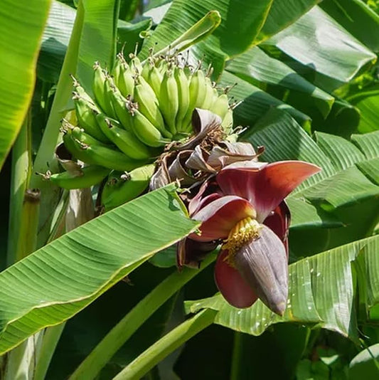 Palm Beach Medicinal Herbs - Darjeeling Banana (Musa sikkimensis) - Packet of 2 Seeds