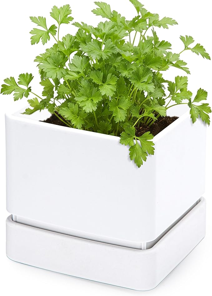 D'vine Dev 6 Inch Herb Planter Pot, Plastic Planter with Drainage Holes and Saucer, Modern Decorative Gardening Pot for Indoor Plants, Flowers, Herbs, Succulents, White, Set of 1, 76-Y-A1-2