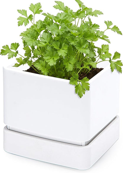 D'vine Dev 6 Inch Herb Planter Pot, Plastic Planter with Drainage Holes and Saucer, Modern Decorative Gardening Pot for Indoor Plants, Flowers, Herbs, Succulents, White, Set of 1, 76-Y-A1-2