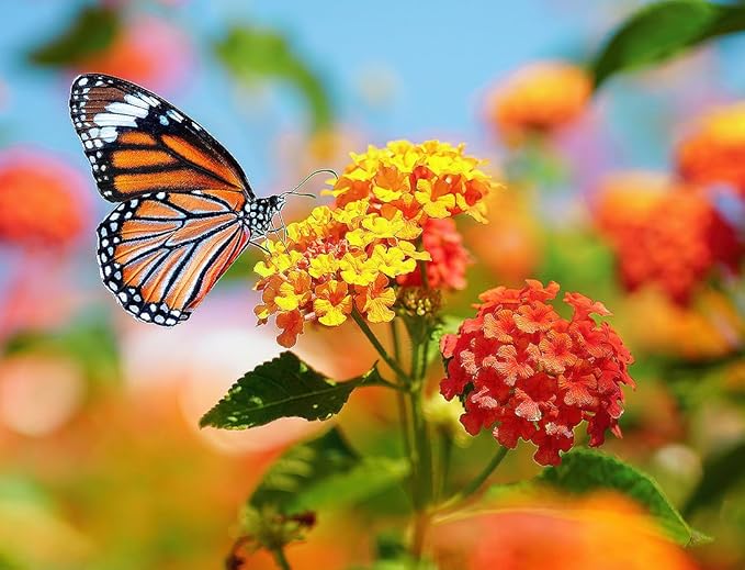 Tropical Milkweed - Asclepias Currassavica Seeds - Food and Host Plant for Monarch Butterflies. Will Grow all over the United States as an Annual and Perennial from Zones 8b and higher.