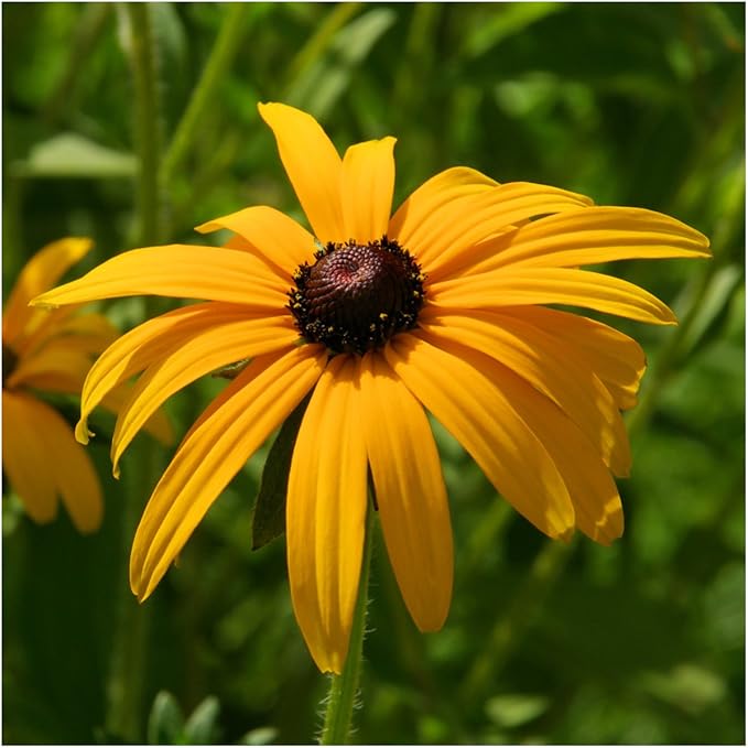 Seed Needs Texas Oklahoma Region Wildflower Seeds | 2 Ounce 30,000+ Seeds 22 Annual Perennial Species Open Pollinated | Bulk Mixed Flowering Seed Mixed Color Blooms Regional Variety