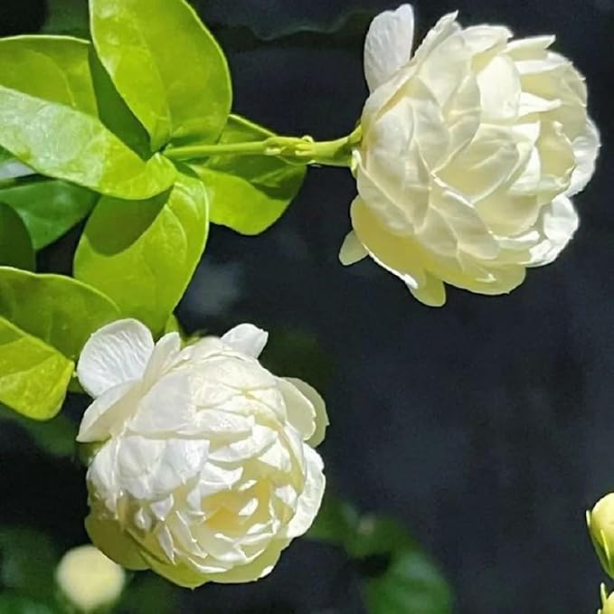 Jasmine Flower Seeds for Planting, 150pcs Perennial Fragrant Climbing Jasmine Flower Seeds Plants, Non-GMO Heirloom Beauty Windmill Climber Flowers in Home Garden Outdoors