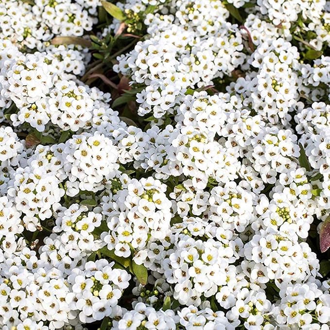 Outsidepride Perennial Sweet Alyssum Seeds - 1/4 lb. White Lobularia Maritima Seeds for Ground Cover, Pollinator-Friendly Gardens, Drought-Tolerant Landscaping, Easy-to-Grow in USDA Zones 7-9