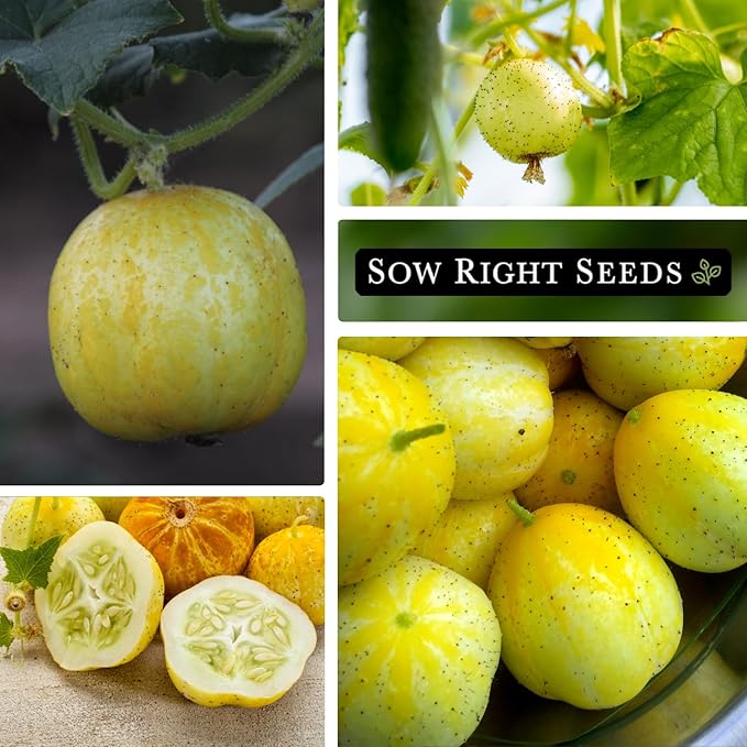 Sow Right Seeds - Lemon Cucumber Seeds for Planting - Non-GMO Heirloom Seeds with Instructions to Plant and Grow a Home Vegetable Garden - Unique Round Variety with Melon Flavor for Outdoors (4)