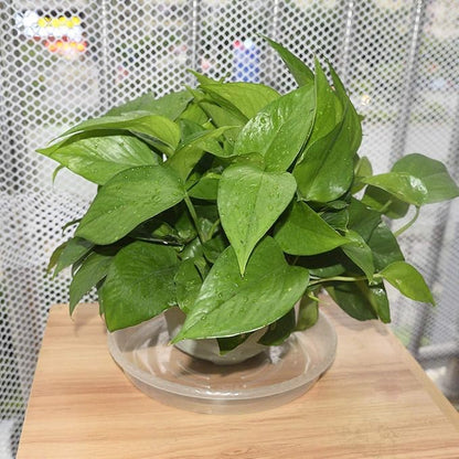 Clear Plant Saucers 14 Inches for Indoors and Outdoors, 6 Packs Heavy Duty Plastic Plant Trays with 12.5 Inches Bottom Diameter, 5 Gallon Grow Bag Saucer.