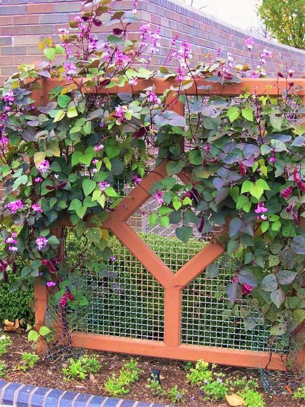 TomorrowSeeds - Purple Moon Hyacinth Bean (Pole) Seeds - 30+ Count - for 2026 Planting Lablab Purpureus Dolichos Tonga Njahi Seim Bataw Flat Beans USA Garden Vegetable Grow Your Own Home Farm Patio