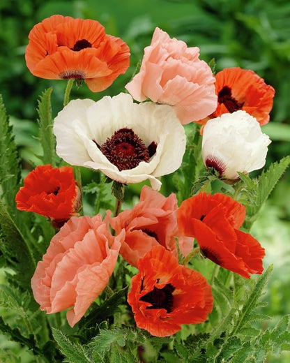 Seeds Oriental Poppy Mix Papaver Perennial Flowers for Planting 1000 Seeds