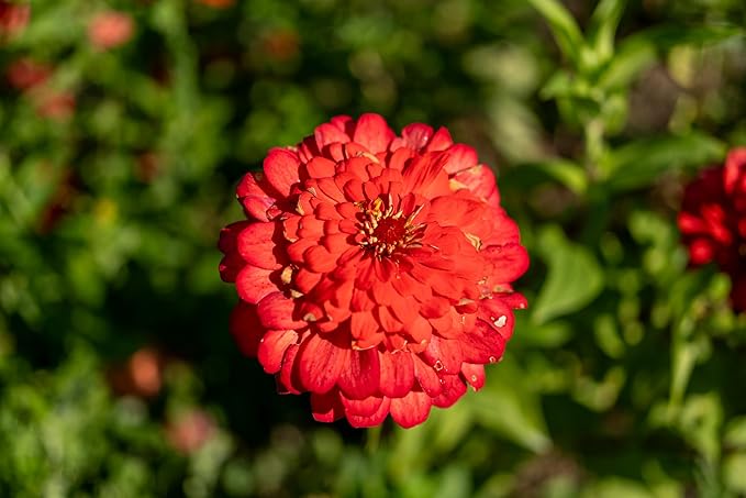 Plant Good Seed Organic Red Zinnia Seeds - Pack of 100, Heirloom Seeds for Planting Flowers - Gardening Supplies, Wildflower, Herb Garden, Flower Seeds to Plant Outside - from USA