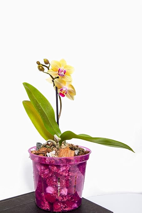 rePotme Orchid Food - Feed ME! MSU Orchid Fertilizer for RO/Rain/Tap Water (8 oz)