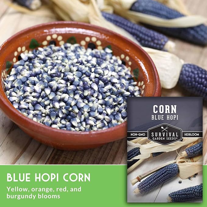 Blue Hopi Corn Seeds for Planting - Plant & Grow Heritage Blue Maize in Your Home Vegetable Garden - Non-GMO Heirloom Variety - Survival Garden Seeds (3 Packs)
