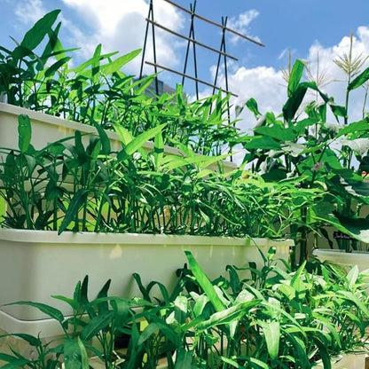 2000+ Kong Xin CAI Vegetable Seeds Water Spinach Kangkong Delicious Vegetable Seeds for Green Leaf Planting Garden Non-GMO Choy Ong Seed