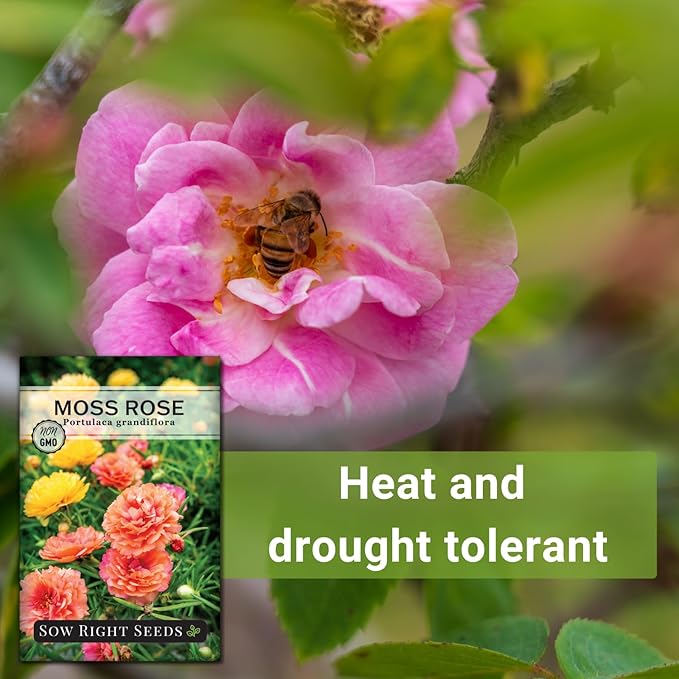 Sow Right Seeds - Moss Rose Seeds for Planting - Portulaca Grandiflora Mix - Double Flower Purslane - Non-GMO Heirloom Variety - Easy to Grow Outdoors - Colorful Annual for Garden & Containers (1)