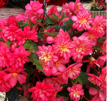 100PCS Pink Begonia Nonstop Flower Seeds Ornamental Easy to Grow Flower Seeds Home Garden