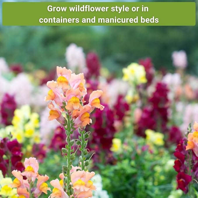Sow Right Seeds - Snapdragon Seed Collection for Planting - Includes Tetra Mix, Large Mix & White Snapdragons - Non-GMO Heirloom Varieties - Grow Vibrant Snap Dragons - Ideal Flowers for Gardens