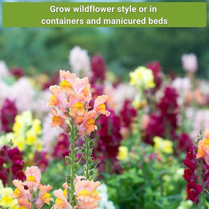 Sow Right Seeds - Snapdragon Seed Collection for Planting - Includes Tetra Mix, Large Mix & White Snapdragons - Non-GMO Heirloom Varieties - Grow Vibrant Snap Dragons - Ideal Flowers for Gardens