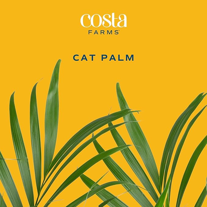 Costa Farms Cateracterum Cat Palm Extra Large Live Plant in Plastic Pot, Large Indoor Houseplant, Perfect for Home, Room, or Office Decor, Great House Warming or Birthday Gift, 5-6 Feet Tall