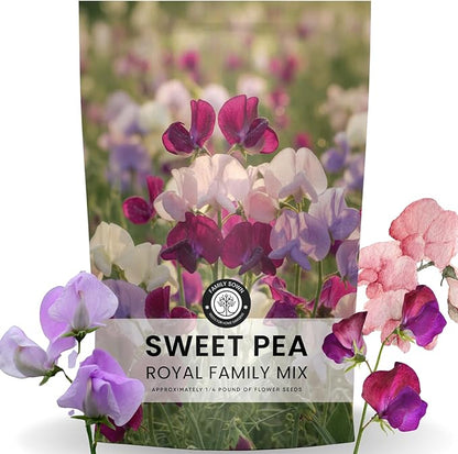 Sweet Pea Royal Family Mix – 1000 Seeds for Planting – 2026 Season – 4 Ounces
