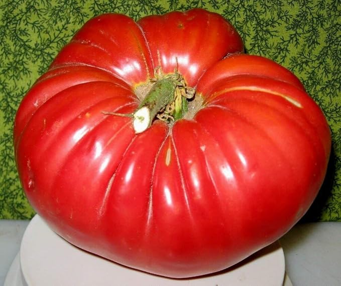 Large Tomato 100 Pounds Seeds for Planting Around 25 Seeds Non-GMO