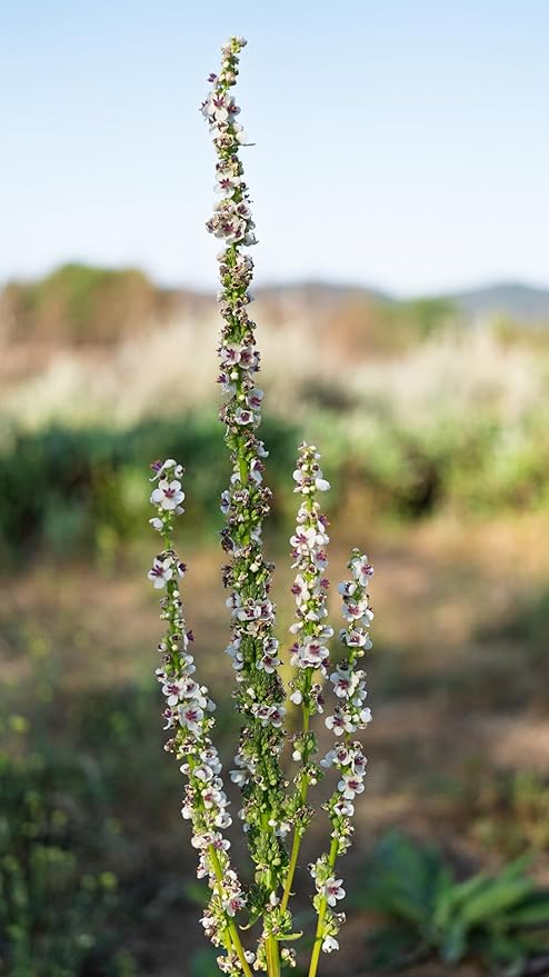 Plant Good Seed Organic Purple Throated Mullein Seeds for Planting: Medicinal Tea Herb, Pink and White Flowers - 250 Seed Packet