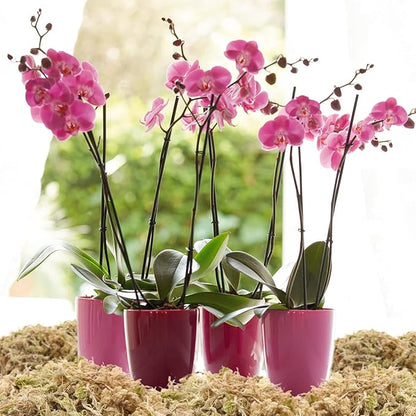 Legigo 3.3LBS Premium Sphagnum Moss for Plants- 60QT Natural Succulent Carnivorous Plant Moss Dried, Long Fiber Orchid Moss for Orchid Repotting Succulent Sarracenia Potted Plants Gardening & Reptiles