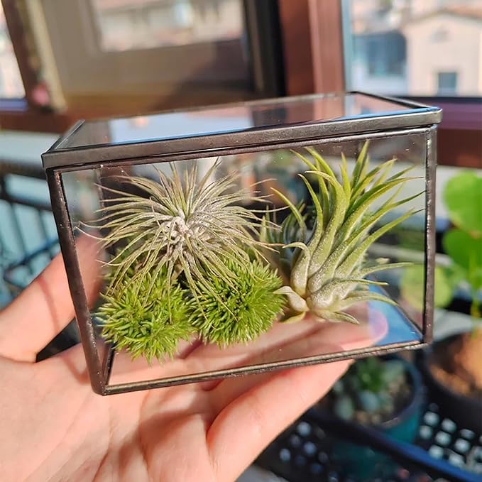 4 Inches Mini Glass Terrarium Set of 2 with Lid - Tiny Rectangle Glass Container Box for Succulents, Air Plants, Fairy Garden, Home Decor (10x7x6cm & 7x6x10cm)